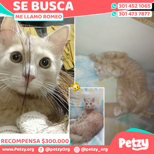 Foto de mascota Romeo