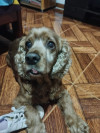 Foto de Bronco en  Bogotá #2