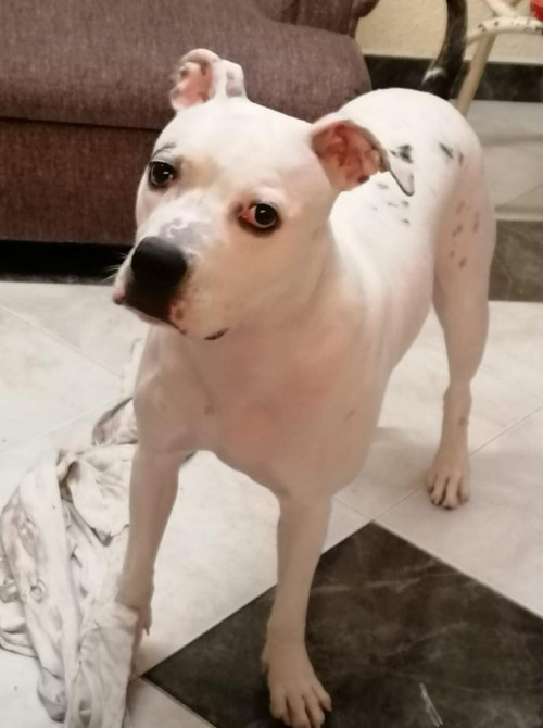 Rocko