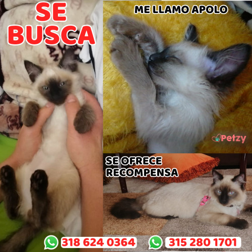 Foto de mascota Apolo