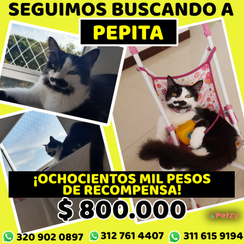 Foto de mascota Pepa