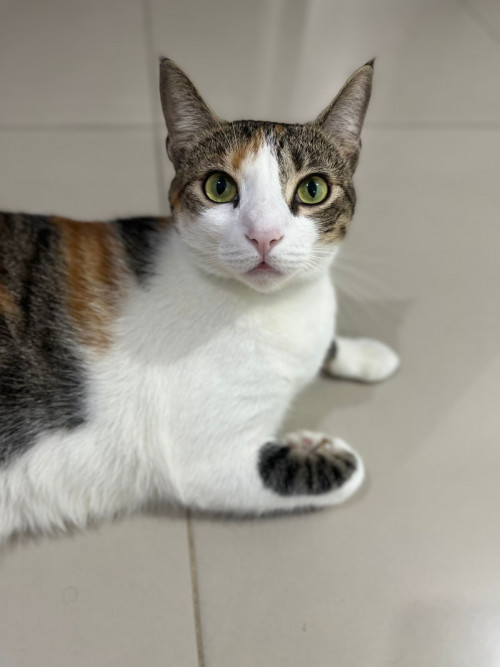 Pola