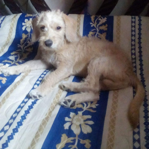 Toby