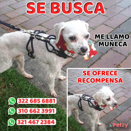 Foto de mascota Muñeca