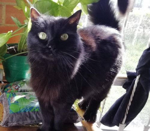 Nina
