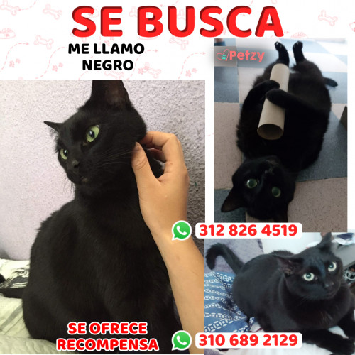 Foto de mascota Negro