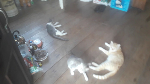 Beta, Salomon Y Amadeus