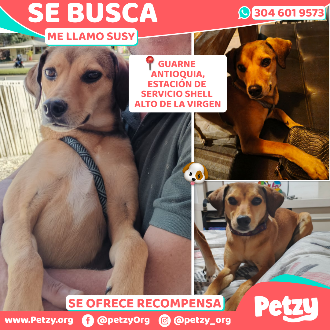 Susy