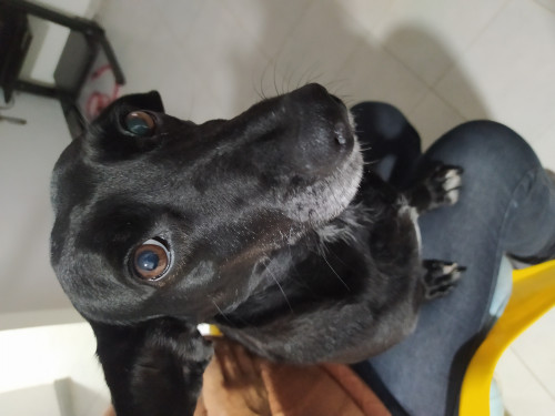 Maya