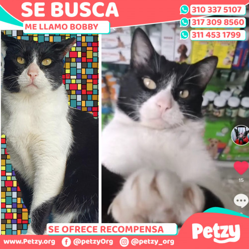 Foto de mascota Bobby