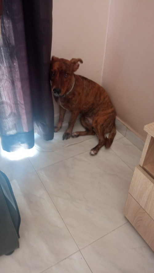 Mía