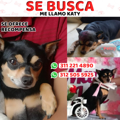 Foto de mascota Katy