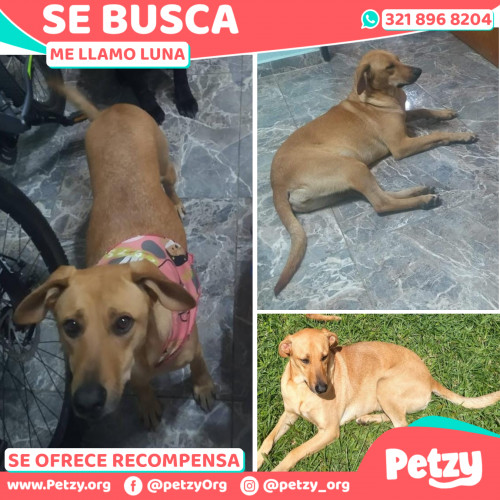 Foto de mascota Luna