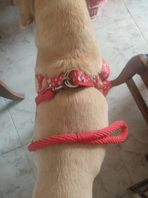 Daría