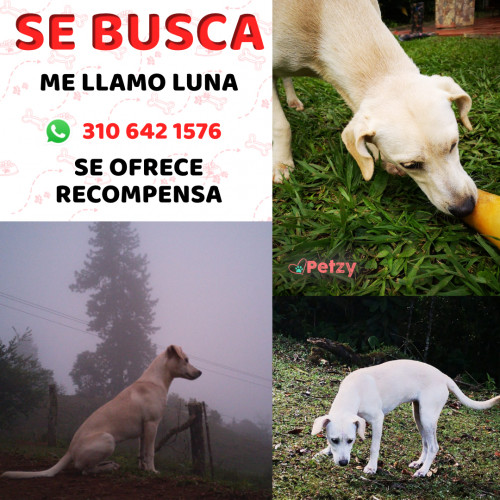 Foto de mascota Luna