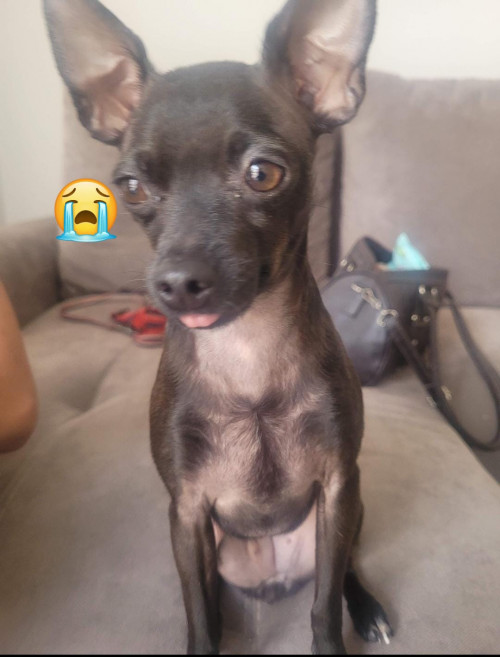 Milu