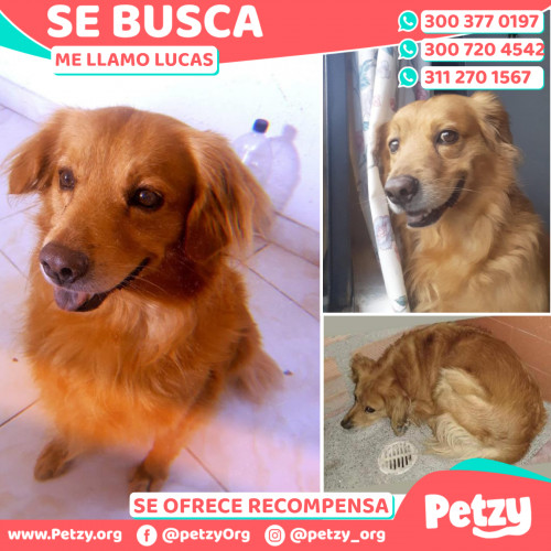Foto de mascota Lucas