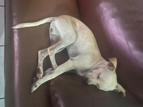Ojitos