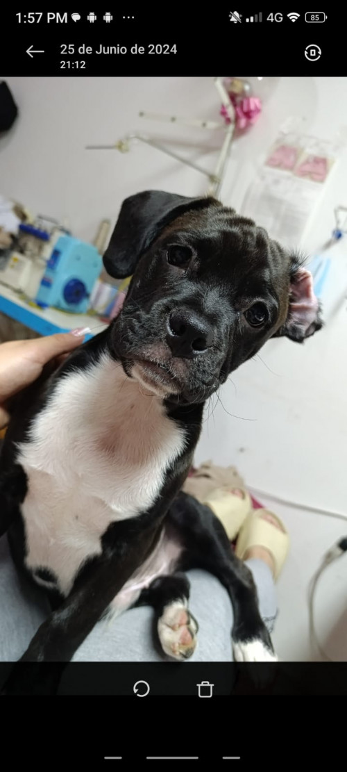 Gordo