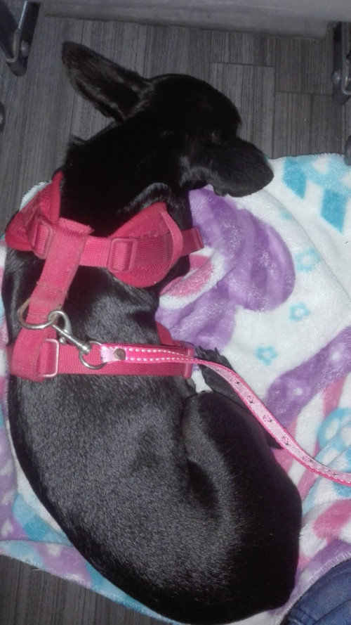 Susi