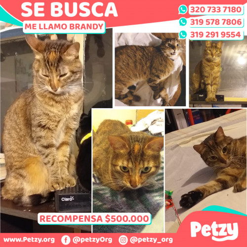 Foto de mascota Brandy