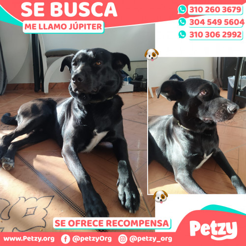 Foto de mascota Júpiter