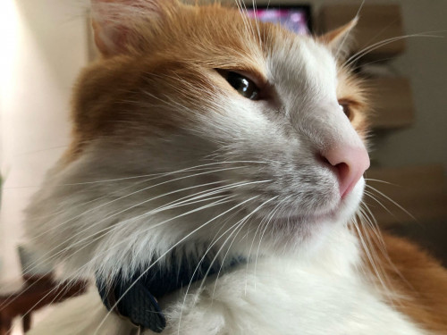 Simba