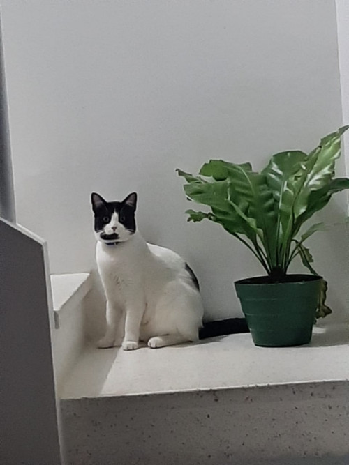 Tom