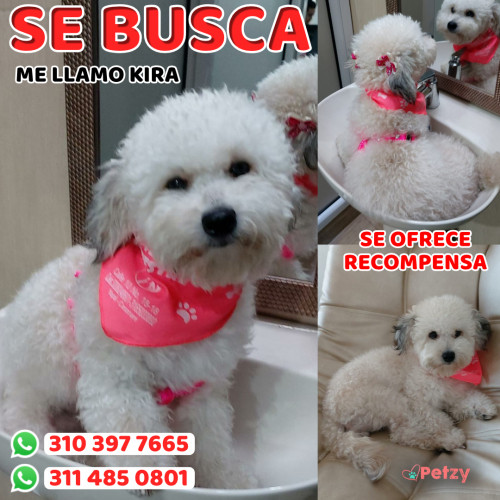 Foto de mascota Kira