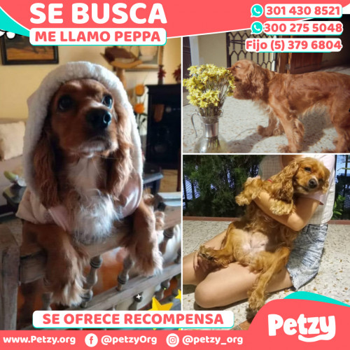 Foto de mascota Peppa