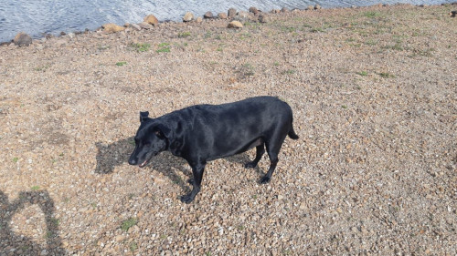 Negra