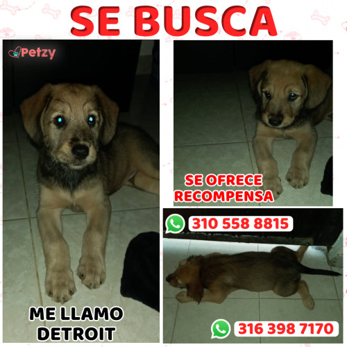 Foto de mascota Detroit 