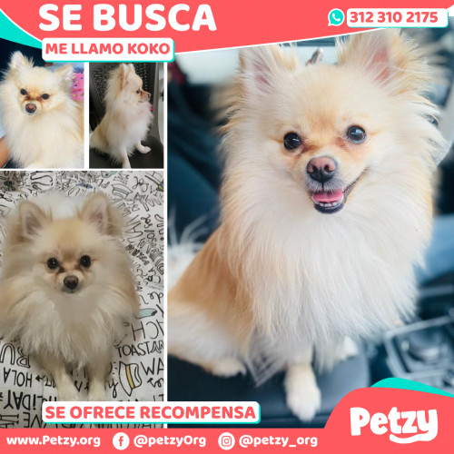 Foto de mascota Koko