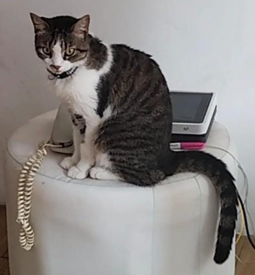 Lulú