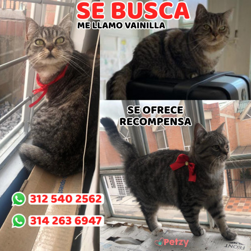 Foto de mascota Vainilla