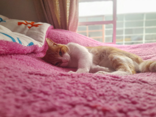 Teddy