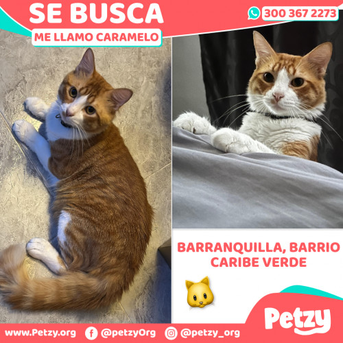 Foto de mascota Caramelo