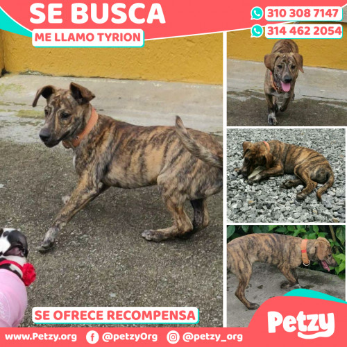 Foto de mascota Tyrion