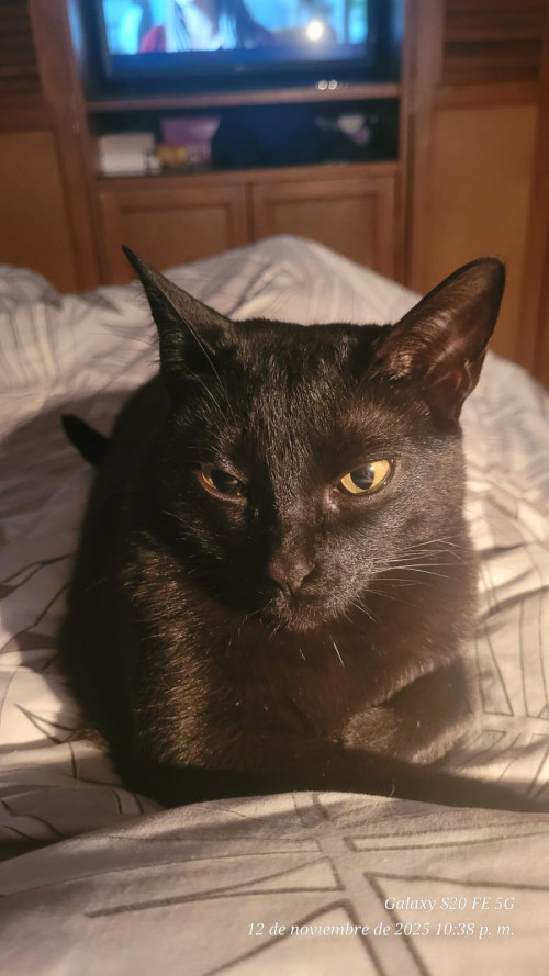 Nala
