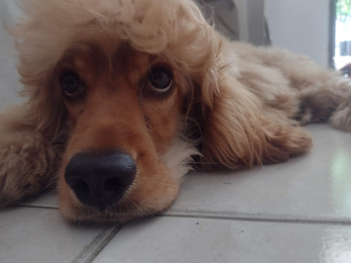 Max