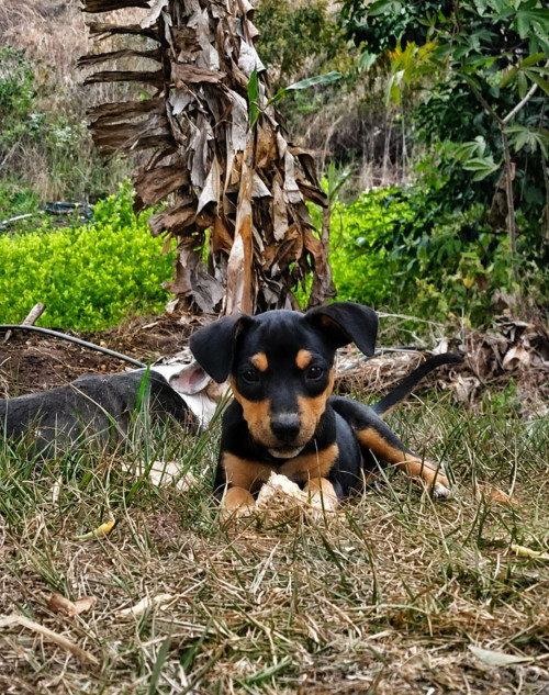 Molí