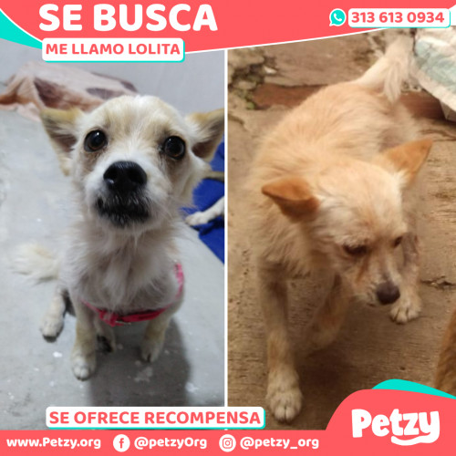 Foto de mascota Lolita