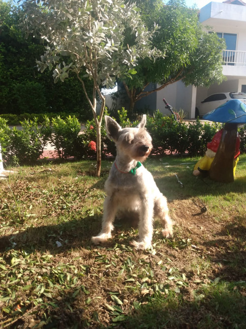 Toby