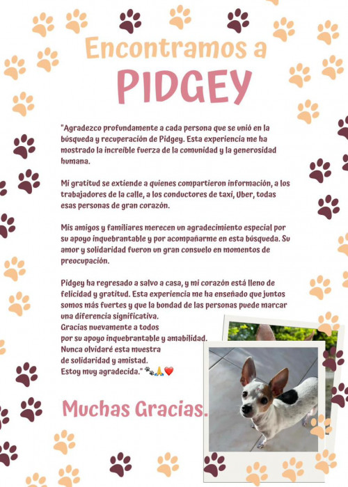 Pidgey