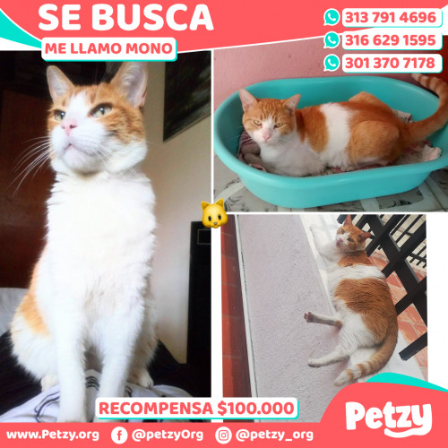 Foto de mascota Mono