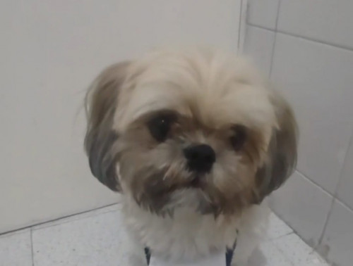Mia
