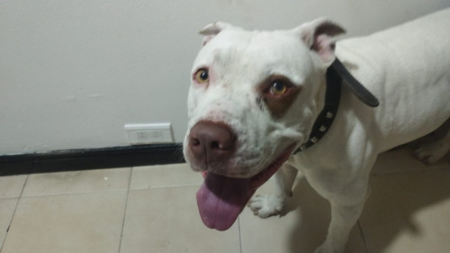 La Familia De Este Perrito