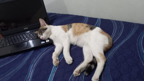 Cloe