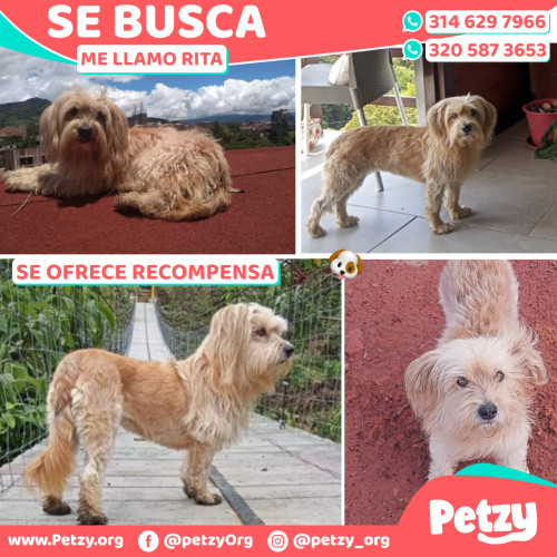 Foto de mascota Rita