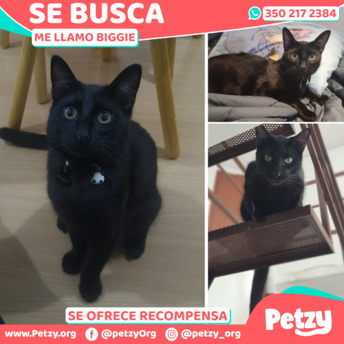 Foto de mascota Biggie